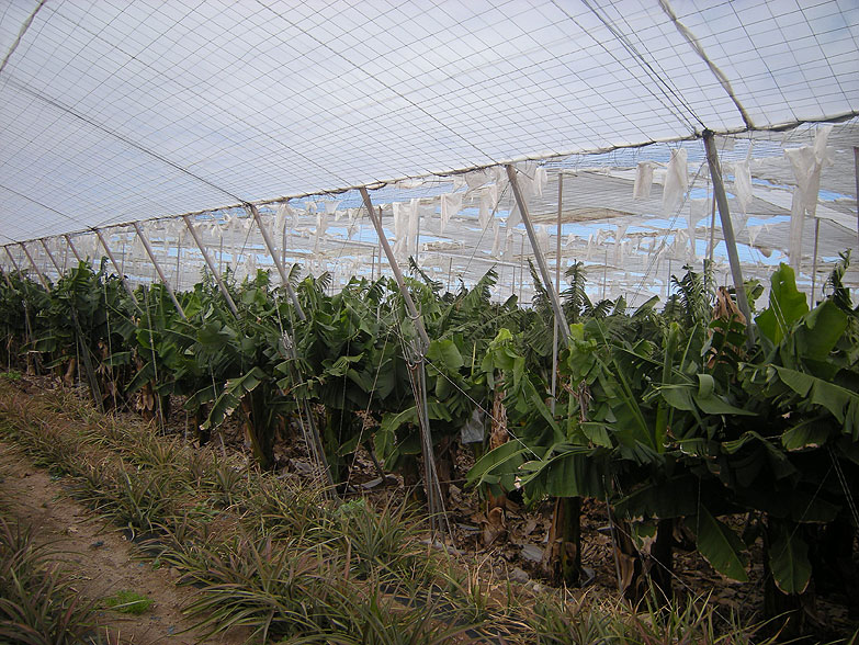 Greenhouses allow for the possibility of timing the harvest when market prices are at their highest and of increasing planting density, to up to 2000 plants per hectare. Their maintenance, however, increases production costs.
