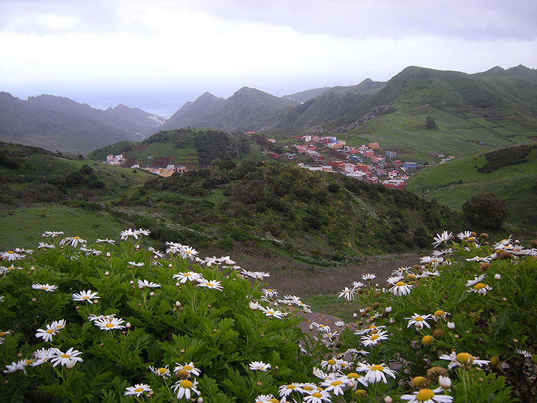 The climate and topography of the Canary Islands contribute to the diversity of its vegetation, as well as support agriculture. Various tropical crops, including bananas, are cultivated in the lowlands, below 400 m.