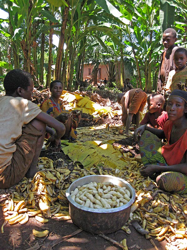 Beer bananas are most commonly grown in Burundi and DRC’s North and South Kivu provinces (where they occupy nearly 85% of the land under banana cultivation), and rarest in Uganda and Tanzania’s Kagera Region (where the percentage is less than 10%). In Rwanda, the share of beer bananas has decreased to 47%, from 60% 20 years ago, following efforts by the government to discourage farmers from growing them. Most of the brewers are farmers using their own bananas, to which they may add bunches bought from other farmers. (Photo by Pascale Lepoint)