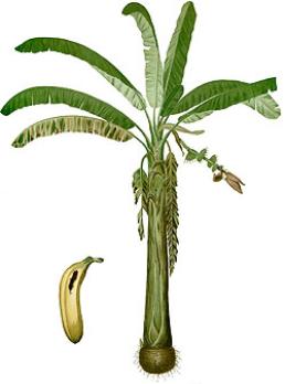 Illustration of Musa Paradisiaca