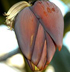 Oman_cultivar_70x70.jpg