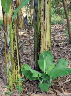 Sword sucker (left) and water sucker (right) (photo by C. Staver, Bioversity)