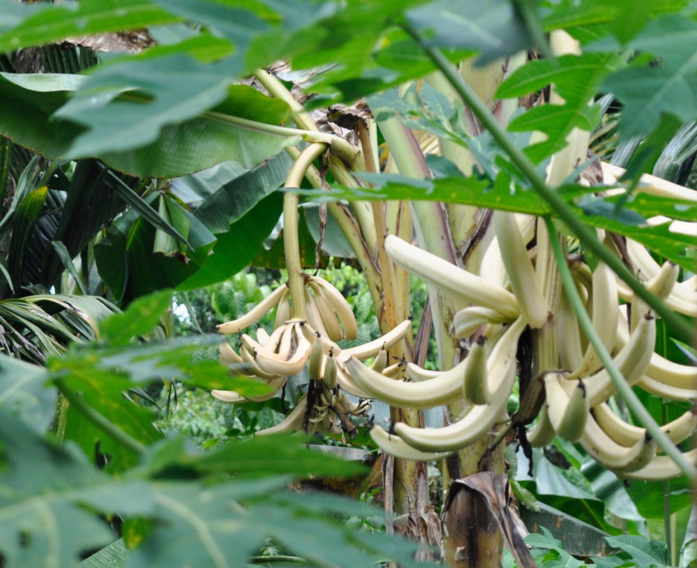 'Talasea’ is a diploid cooking banana that produces long and slender fruits whose peel is almost white with a reddish blush that fades with maturity. It was named after a district of West New Britain. In Melanesia, people who bring home new cultivars often name them after the place where they collected it or the name of the person who gave it to them. (Photo by Gabriel Sachter-Smith)