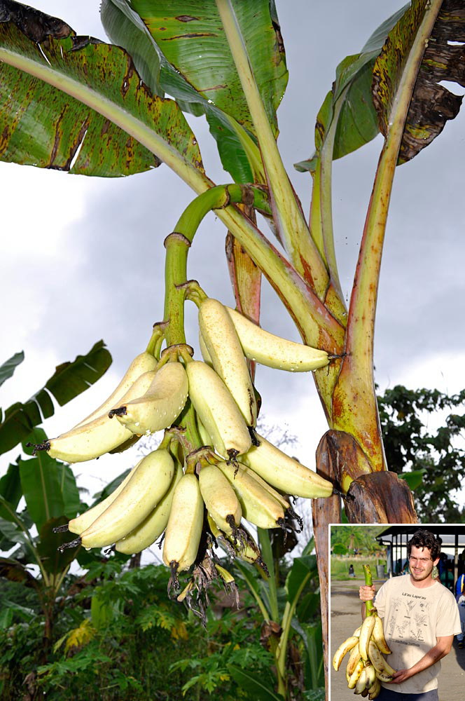 ‘Nesuri’ is a diploid cooking banana. The large, thick fruit is a favourite of the locals, and of the collecting team. In markets, it’s often called ‘Moni’ (money) for the high price it commands. In the insert, Gabriel Sachter-Smith is holding a bunch bought at the Arawa market. (Photo by Gabriel Sachter-Smith)