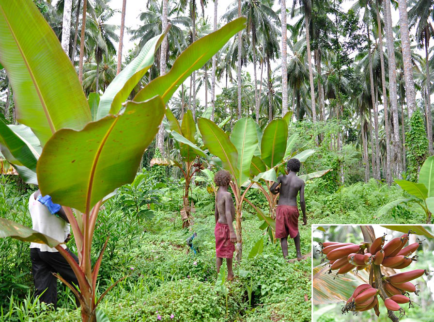 A field of ‘Sausage Banana’ plants. The diploid cultivar got its local name from the shape of the fruit (insert), which is eaten raw or cooked.  (Photo by Gabriel Sachter-Smith)