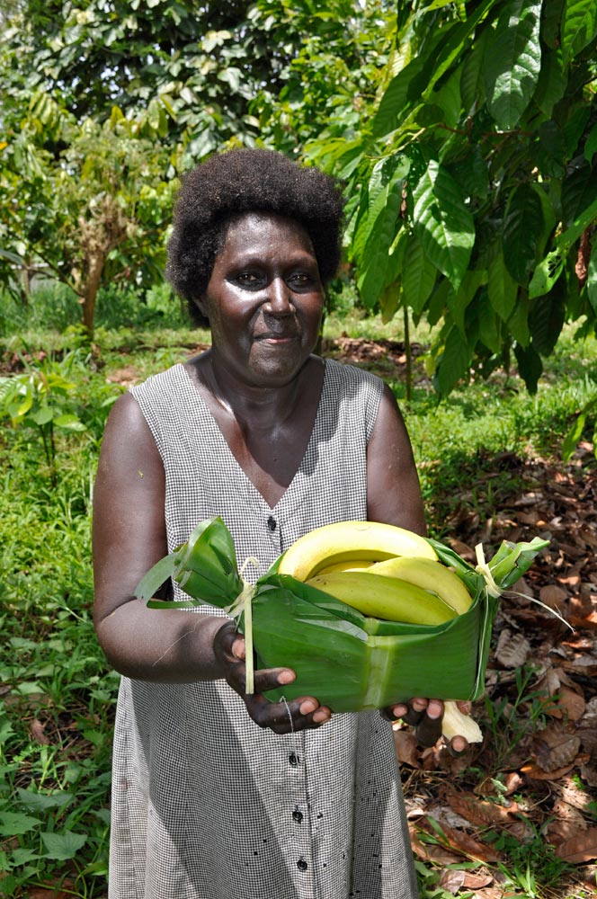 The team collected about a dozen triploid cultivars. Like the diploid bananas, most of these triploids were most certainly domesticated in the New Guinea area. But they also saw the more familiar Asian types such as Bluggoe, Pisang Awak, Silk, Gros Michel and Cavendish. (Photo by Gabriel Sachter-Smith)