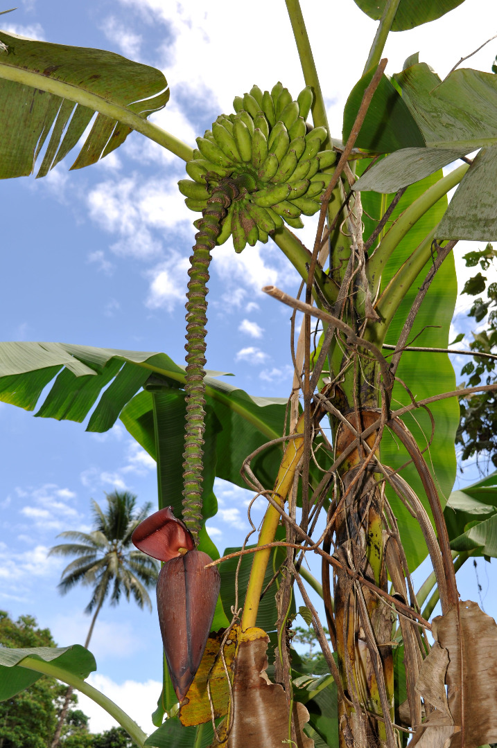 ‘Kalmagol’, a dessert banana, was commonly seen by the roadside. At first, Gabriel Sachter-Smith thought it was a Silk variant, but began to suspect it might be a tetraploid, a hunch that was later confirmed by flow cytometry  measurements done at the Institute of Experimental Botany in the Czech Republic. The team collected two tetraploid cultivars. Naturally occurring tetraploid bananas (4 sets of chromosomes) are rare. They are probably the result of a mating between a diploid and a triploid that passed on its entire genome. (Photo by Gabriel Sachter-Smith)