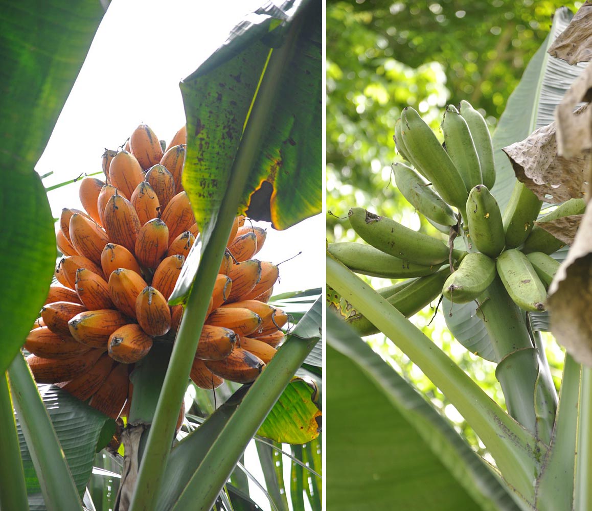 Fe’i bananas are different from other bananas in that they have an erect bunch that points to the sky. Hence the name ‘Limot’, which means “upright”, of the banana on the left. The plant was introduced from Nissan Island further north. The name of the banana on the right is ‘Kourai’, a variant of the local word for wild bananas (kaura).  The team collected five Fe’i bananas bearing variants of that name. Unlike the other bananas, they could have been domesticated locally if it turns out that they are related to one or more of the islands’ native wild species. (Photos by Gabriel Sachter-Smith)