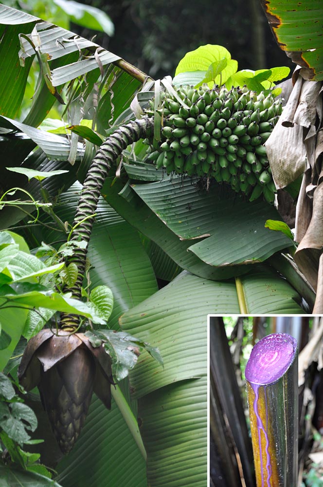 Contrary to what its name suggests, ''Musa bukensis'' is absent from Buka Island.  It is mainly found in the southern part of Bougainville Island. Its purple sap (insert) is used in dying mats. (Photos by Gabriel Sachter-Smith)