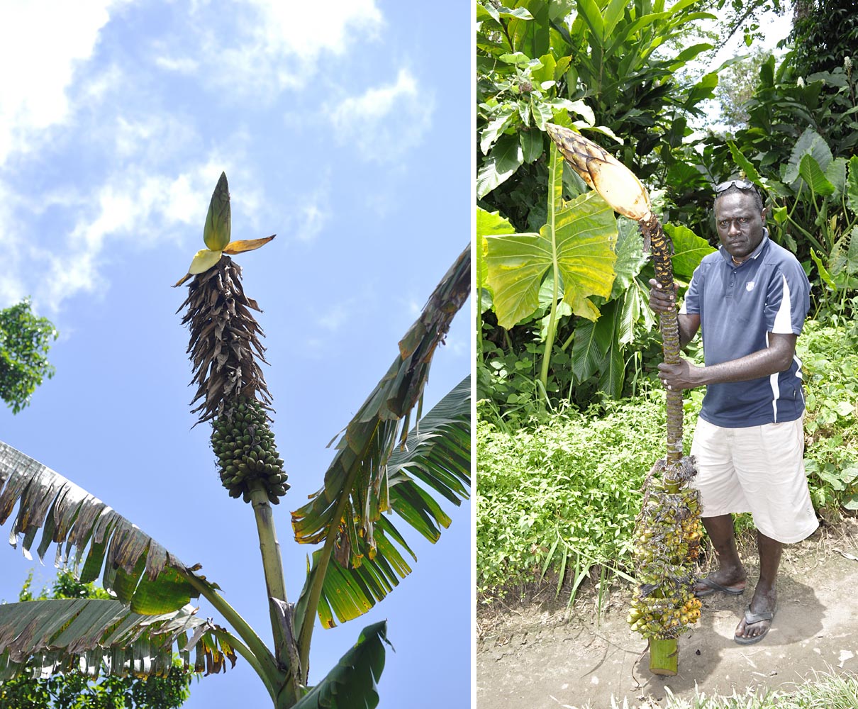 ''Musa maclayi'' subsp. ''maclayi'' var. ''erecta'' (left photo) was commonly seen on both Bougainville and Buka islands. In the southern part of Bougainville, intermediate forms (such as the one held by Zohn Bosco Miriona on the right) suggest that the two species hybridize. (Photos by Gabriel Sachter-Smith)