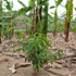 Banana-coffee-intercropping