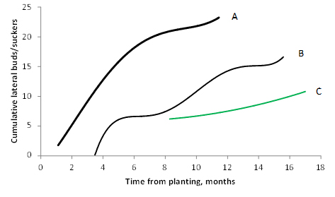 The numbers of lateral buds (Line A), swollen buds (Line B) and suckers (Line C) produced by 'Williams' plants (Cavendish subgroup). The plantation was established in spring (October) in subtropical New South Wales, Australia (Lat 29°S). Data derived from Turner (1972).