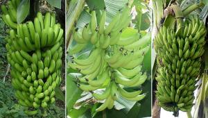 From left to right, Cavendish, Plantain and East African highland banana representatives.