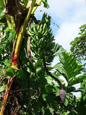 Musa acuminata ssp. banksii with purple male bud in Papua New Guinea. (J. Sardos, Bioversity)