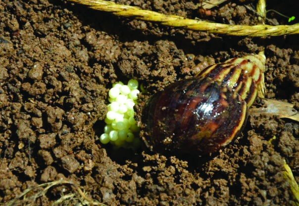 Banana fields are also attractive to introduced species, such as the giant African land snail, ''Achatina fulica''. Originally from East Africa, this invasive species was first observed in Guadeloupe in 1984 and in Martinique in 1988. (Photo: UGPBAN) 