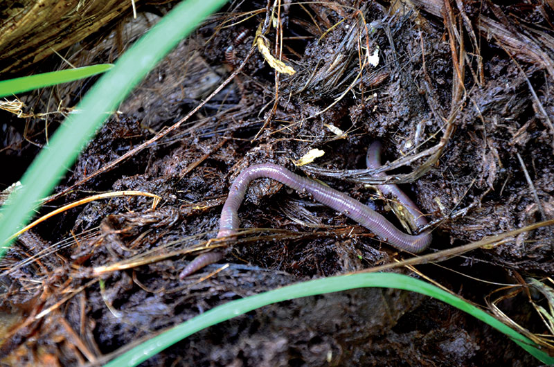 Earthworms were by far the most abundant macroscopic fauna found in the soil. The average density of earthworms varied between 40 and 364 individuals per square meter, for an average of 195. An increase compared to 2002, when the density of earthworms varied between 0 and 150.  (Photo: UGPBAN)