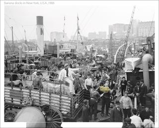 Banana docks in New York in 1906.