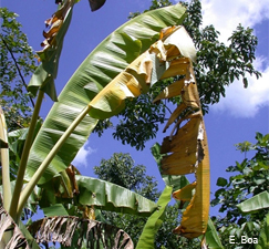 Wilting and yellowing leaves tend to snap along the leaf blade.