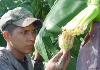 Pollinating a Cavendish cultivar to produce an improved hybrid.