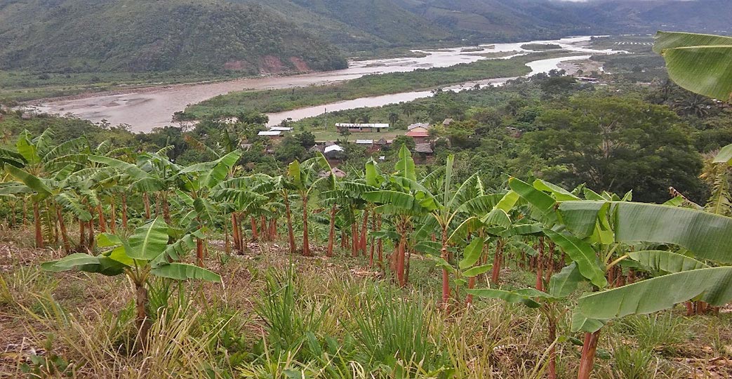 'Isla' bananas are best adapted to the agro-climatic conditions of the ''selva'' (the Amazon jungle), and of the eastern slopes of the Andes, up to 1,500 meters. One of the two main production zones is in the north, in the Amazonas Region, and the other is in the ''Selva Central'', where it straddles the Junín and Pasco Regions.