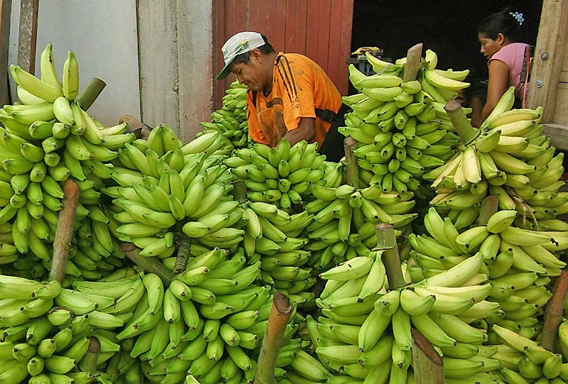 The farmers sell their bananas to wholesalers who supply a string of urban markets scattered along the coast, from Tumbes in the north to Arequipa in the south. The biggest market is the capital Lima.  