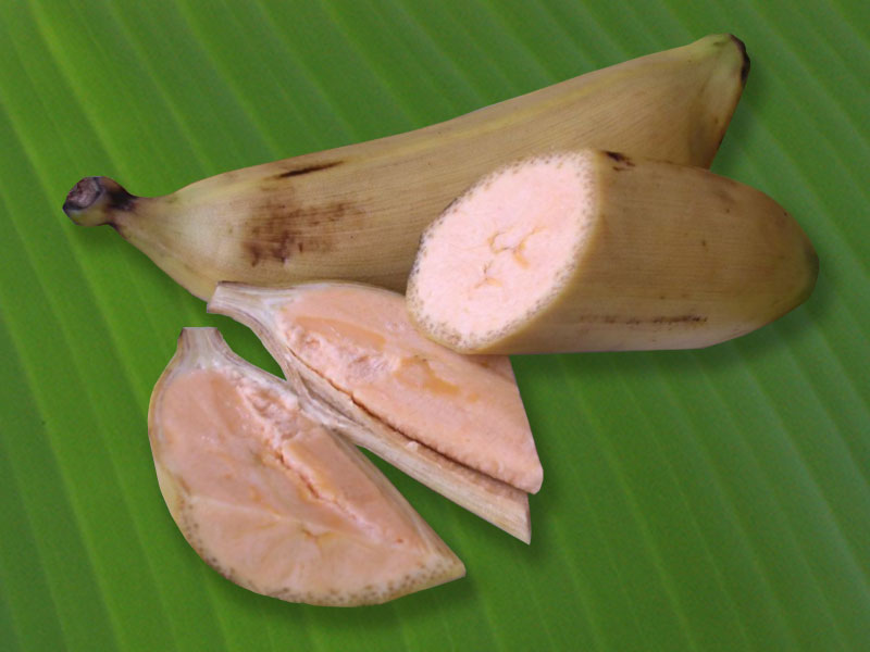 The health benefits of Iholena cultivars are linked to the pink-orange colour of their pulp, which indicates high levels of [http://www.promusa.org/Vitamin+A+in+banana|provitamin A carotenoids]. But whereas in the Pacific region these bananas are usually cooked, in Peru 'Isla' bananas are more often than not eaten raw when fully ripe. But if you are not familiar with this type of banana, do not rush to eat them. This is because the peel turns yellow before the fruit is ripe. It’s best to wait for the peel to turn black. Its taste has been [http://www.promusa.org/blogpost139-Hawaiian-bananas-then-and-now|described] as “embodying a rich and lingering semi-sweetness piqued with a lemony tang”.  