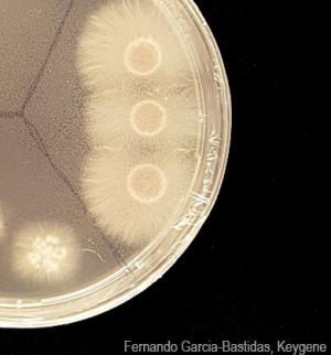 Culture of the fungus Fusarium odoratissimum. The new species is named after the strong odour produced by old cultures. 