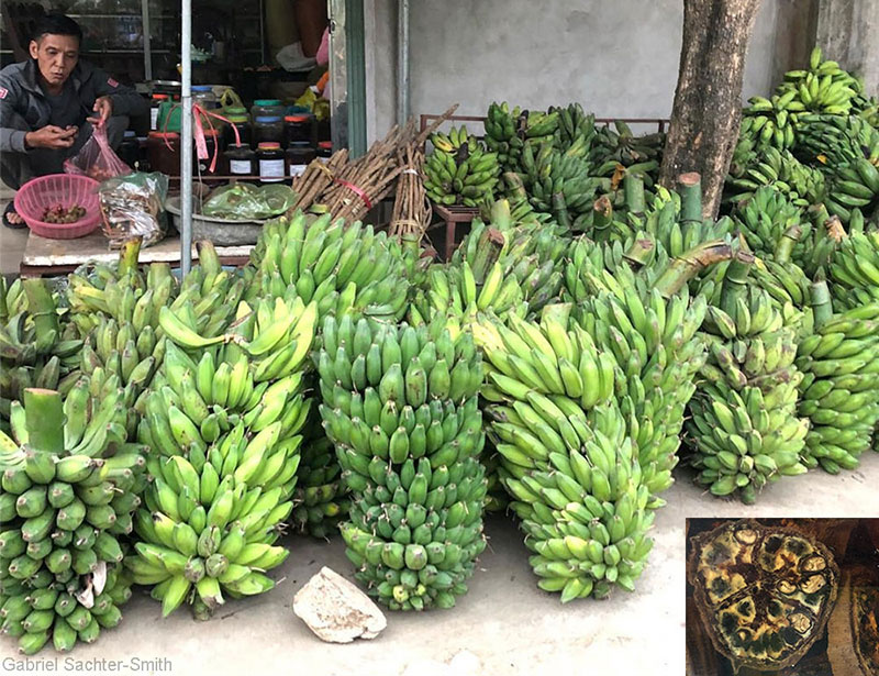 Musa balbisiana is widely cultivated for non-fruit uses, such as animal feed. The fiber is also used to make cloth or rope, the thick leaves are used for cooking, and the male bud is eaten. The cultivated plants tend to have larger fruits and more pulp, compared to the wild ones, and the seeds don’t form completely and stay kind of soft. These plants are grown from suckers, which could explain why the seeds are not viable. When I toured Northern Vietnam with French and Vietnamese scientists at the end of 2018, I was surprised to see that nearly every restaurant had wild banana infused alcohol and that in every small town there were bunches of Musa balbisiana awaiting processing outside herbal shops. The seeds are extracted (and used in ways that are not clear to me) and the fruits are sliced and steeped in alcohol (inset).