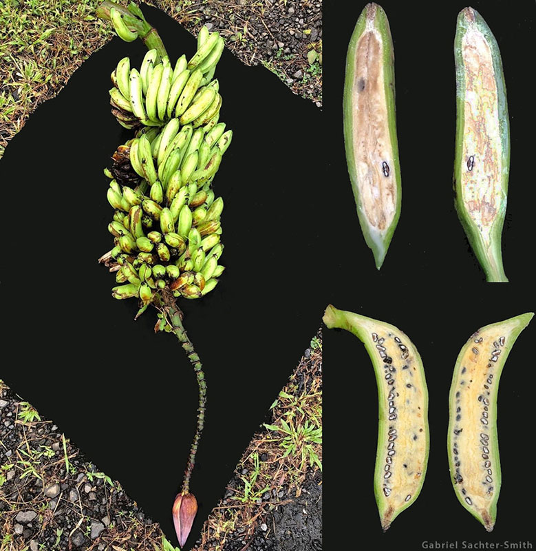 There is a population of banksii in Samoa. How it got there from New Guinea is a mystery. We will never know whether it was introduced by humans or animals. Its name in Samoa is 'Fa'i Taemanu', which means bird dropping banana because birds eat it and spread it around. During a collecting mission to Samoa, we were lucky to find a parthenocarpic specimen (top right) which is the first step to the domestication of edible bananas. In wild bananas, the ovules in the female flowers need to be pollinated to produce fruits that are full of seeds surrounded by pulp. But parthenocarpic plants have the ability to produce fleshy fruits without the stimulus of pollination. This would have been the kind of plant from which people would have collected a sucker to transplant in their garden. Being fertile, these plants would cross with other bananas. Over time, crosses combined with selection for seedlessness produced mostly sterile cultivars of various ploidy. Like their wild parents, the first cultivars were diploid (two sets of chromosomes). They tend to have been displaced by the generally more robust and productive triploid cultivars (three sets), which are the main types that were spread outside the banana’s native range. Until recently, the only known tetraploid cultivars (four sets) were the products of forced crossings by breeders, but a few naturally occurring tetraploids have since been documented.