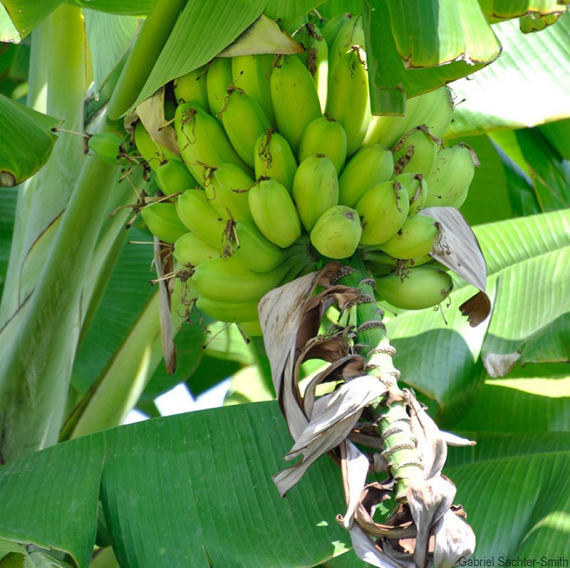 There’s an unresolved debate as to whether edible bananas derived exclusively from Musa balbisiana exist. This plant, whose fruit look like those of a seedless cultivar, could be one. We saw it in Ha Long, Vietnam. It’s nearly identical to Musa balbisiana, except for its plump and round fruit. Unfortunately, it was behind a fence and the security guard would not permit us to collect leaf samples, let alone suckers. It’s also unfortunate that the male bud had been removed (the bracts on the male bud of Musa balbisiana lift up, as opposed to those of Musa acuminata which roll up). I hope we can find it again.