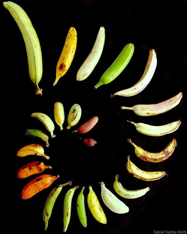 Presented in this spiral are 24 out of the approximately 130 or so different bananas we saw and documented on our collecting mission to West New Britain, PNG. West New Britain is a province on the island of New Britain, the largest island of the Bismarck archipelago. The diversity of edible bananas in PNG is fascinating because so much of it is unique to the region. It's still possible to stumble across hard-to-classify specimens that upon subsequent genetic analysis are revealed to be unlike anything documented so far. Even bananas that look more familiar can turn out to be new-to-science cultivars. You could design a banana in your mind of any size, shape, color, or unique attribute, and it’s not crazy to suggest it may already exist in PNG.