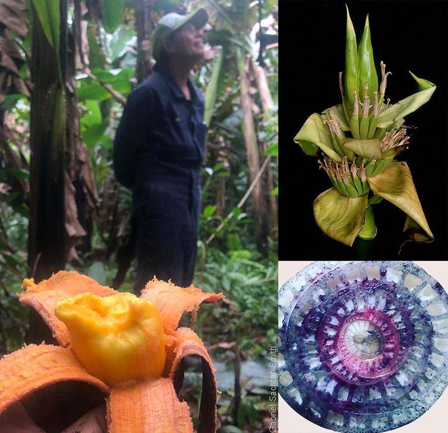 Snacking on a Fe’i banana (called Utu in the Cook Islands) in Celine’s mountain garden (left). Celine transplanted several Utu plants growing feral in the forests of Takuvaine valley. She has three, maybe four forms of Utu in her garden, but says that there are more forms to be found further up the mountain. Besides the color of the fruit, Fe’i bananas are easily recognized by their erect inflorescence (top right) and the blue/purple sap seeping out a cross-section of the pseudostem (bottom right).