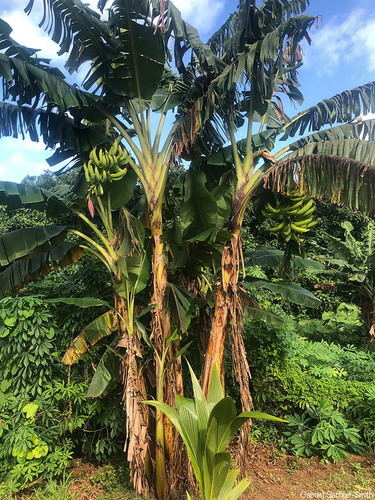 'Tara Puakatoro' (meaning cow horn) is a classic False-Horn Plantain, in that it produces a few large fruits and the male bud degenerates quickly after the fruits are formed. Even though the name refers to a recently introduced animal, this cultivar has been reported as having been in the Cook Islands for a long time. Plantains have been found in islands further west and are related to traditional Pacific groups, like Iholena and Maoli-Popoulu (see below). I suppose it’s time for me to start considering them as a traditional group in the Pacific, instead of as recent introductions.