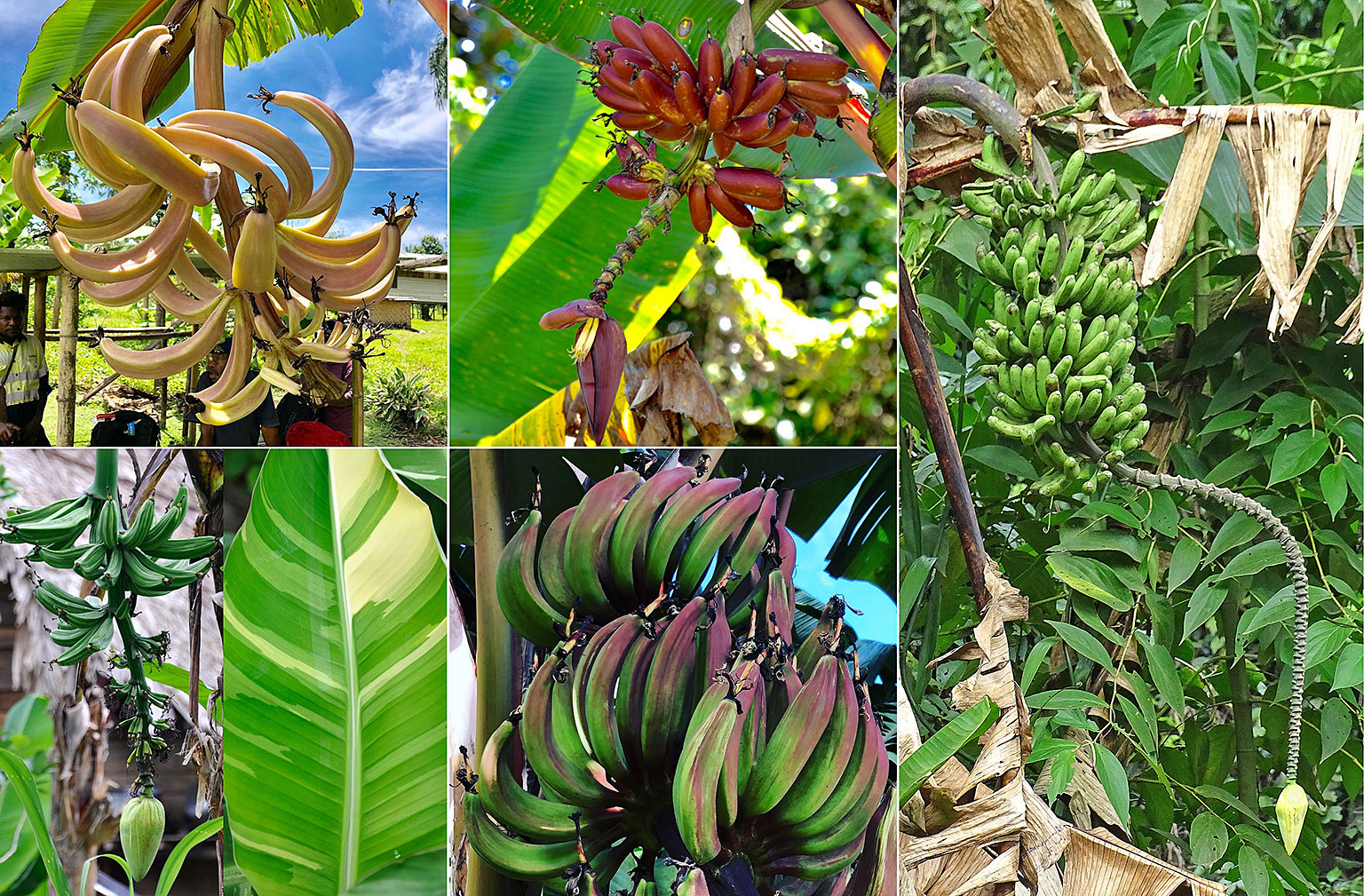 Where banana diversity defies expectations : News and analysis ...