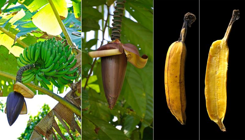 From left to right: Menengan bunch, male bud’s overlapping bracts, ripe fruit, and yellow flesh (photo credit: Gabriel Sachter-Smith).