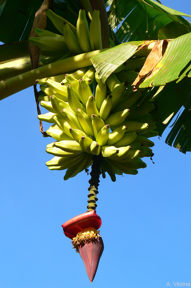 Iholena Banana Av Web