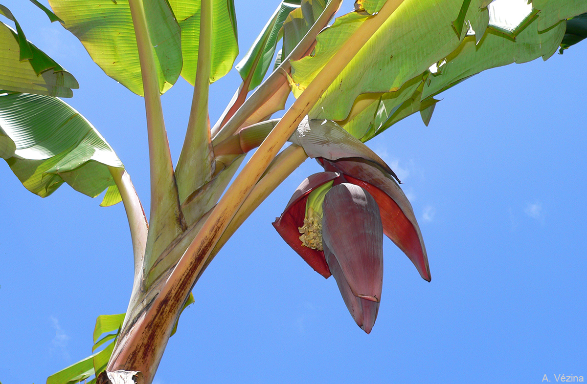 The peduncle has a reddish colour. At emergence, the bud sheath is creamy, narrow and pointed.