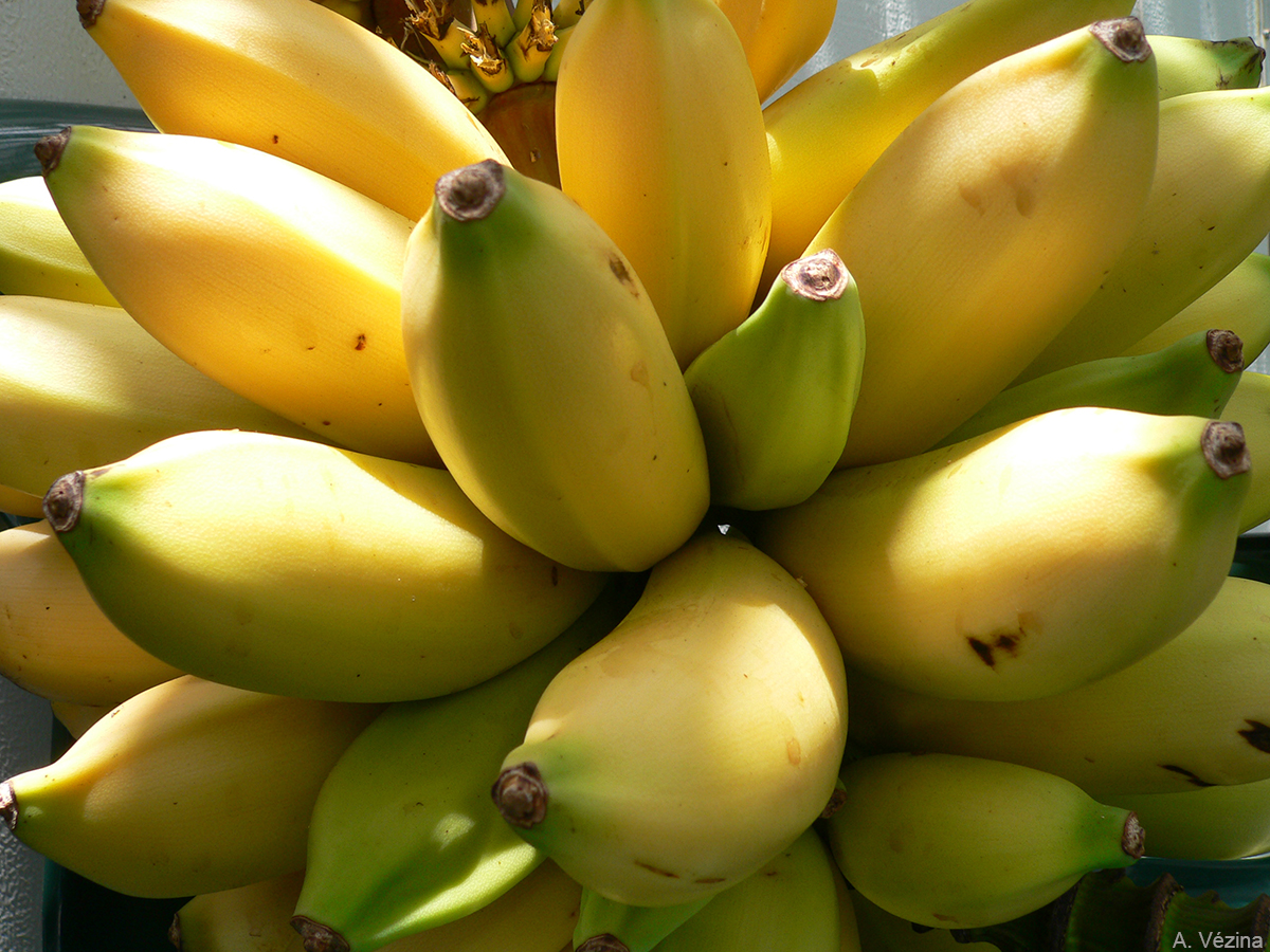 The individual fruits jut out at right angles to the central axis and are rather loosely arranged.
