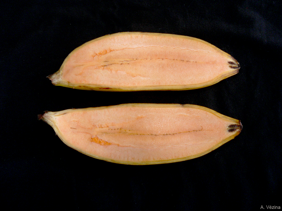 The fruits are straight, angular or 'canoe-shaped', never crescentic. The pulp is salmon-coloured.