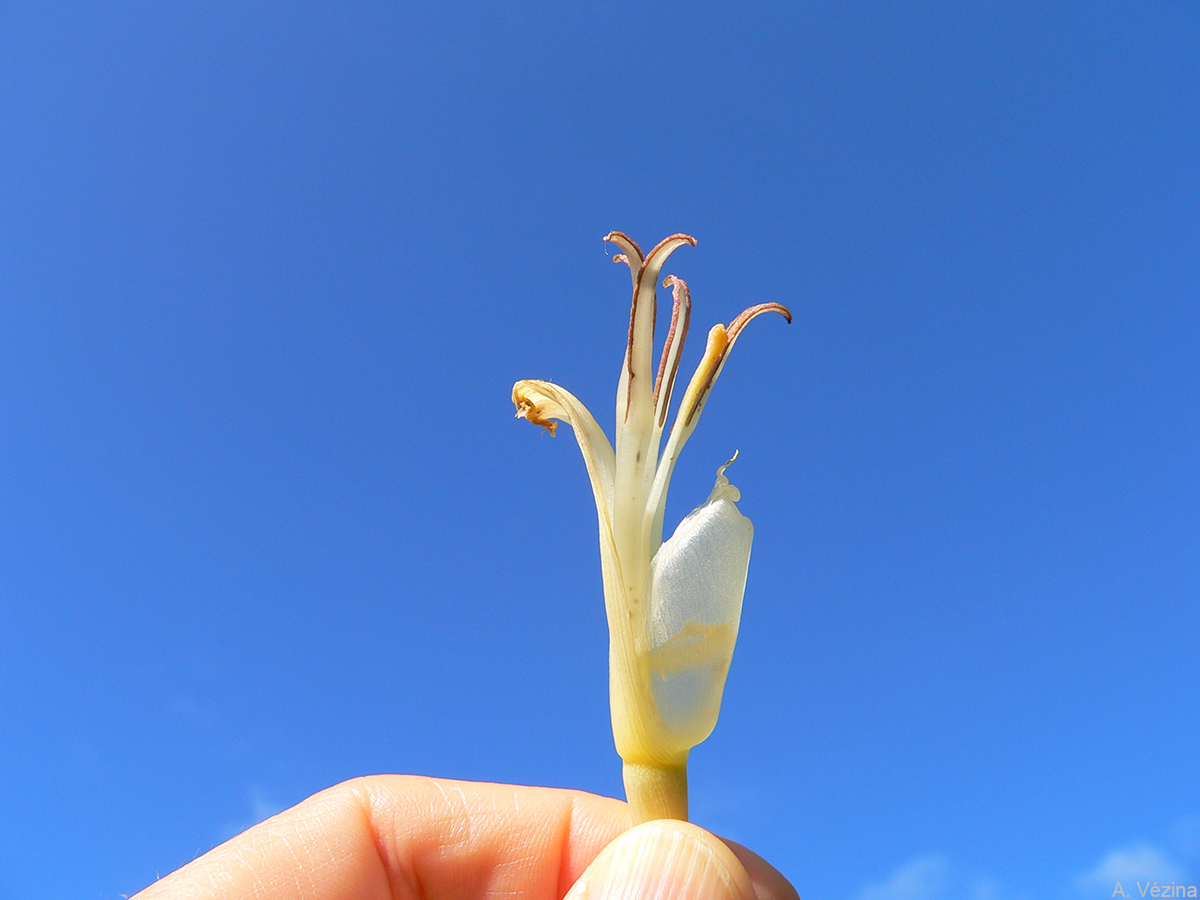 The male flowers contain inside the free tepal what Hawaiians call pilali, a honey-like nectar rich in nutrient.