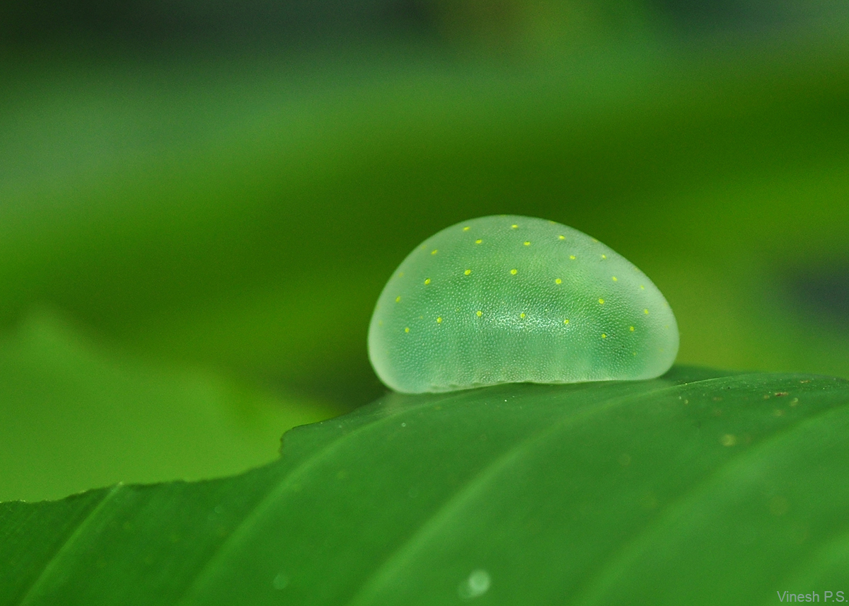 Jelly Caterpillar VPS Web