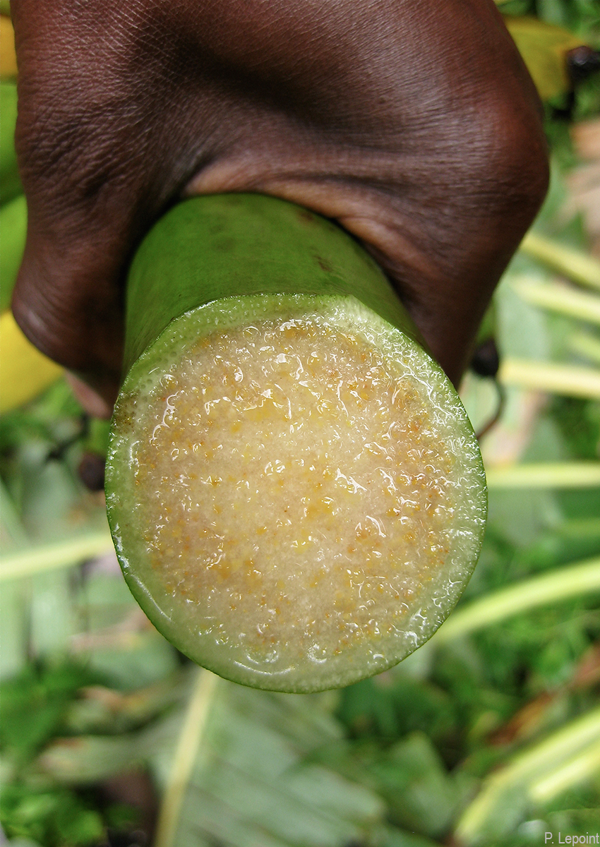 Bacteria-laden ooze