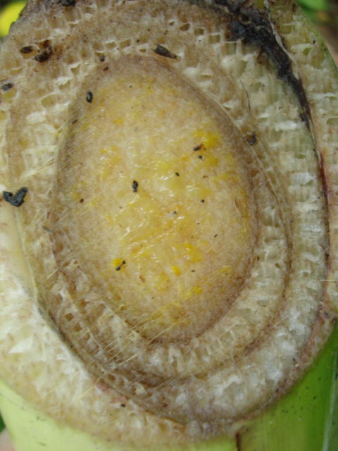 When only the 'true' stem in the center of the pseudostem is infected, it means that the bacteria entered through the inflorescence (photo by G. Blomme).
