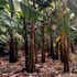 tillage mulch