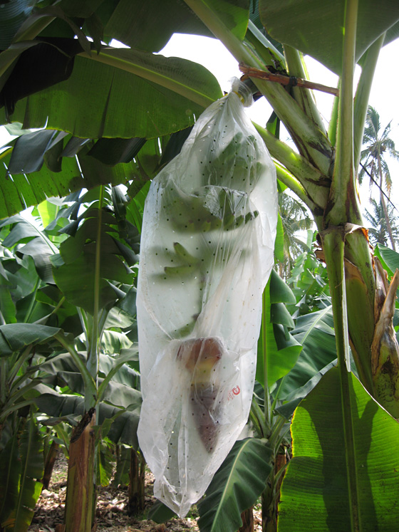The growing bunch is bagged to protect it against insect damage and sunburn, but the cover also creates a microclimate that accelerates fruit development. The bags are collected to avoid contaminating the environment. (Photo Charles Staver)