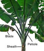 Photo diagram of leaf morphology
