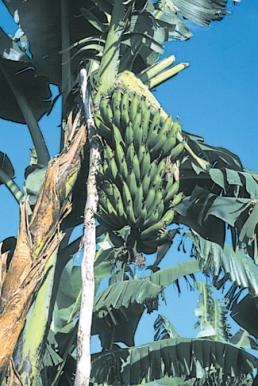 Musakala, East African highland banana