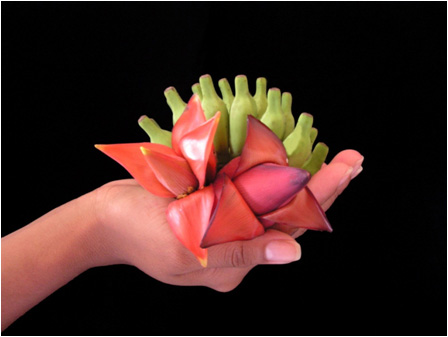 The market for ornamental plants is always on the lookout for novelties. The Embrapa team hopes that the minifruit they developed will strike a chord with the public. The selected minifruit had to meet several criteria regarding the colour, shape and size of the fruit (between 5 to 8 cm in length), as well as the spacing between the fruit and between the hands in the bunch. (Photo Fernanda Vidigal Souza)