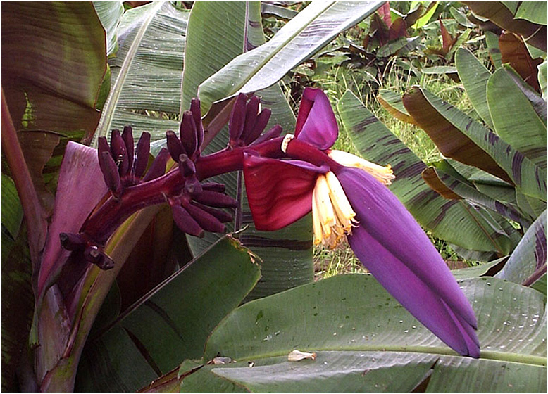 The promising accessions were characterized to help identify their potential for producing hybrids with the desired features, such as short stature, small fruits or colourful male inflorescence. For example, Monyet (M. acuminata ssp. zebrina) is valued for its capacity to produce hybrids with purple inflorescences and eye-catching variegated leaves. (Photo Janay Santos-Serejo)