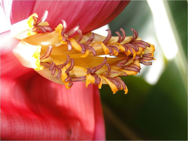 The male inflorescence is one of the banana plant’s most attractive features. Not surprisingly, the plants used for ornamental purposes share that characteristic. Species that belong to the section Rhodochlamys, such as Musa laterita, Musa velutina and Musa ornata, are especially appreciated because of their erect inflorescence and colourful fruit and bracts. (Photo Janay Santos-Serejo)